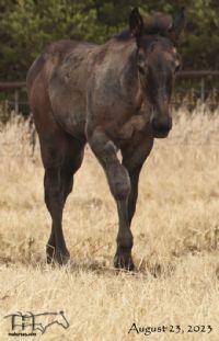 Miss Nads 2023 Blue Roan Stallion